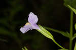 Allegheny monkeyflower